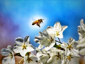 honeybee2013DKirk